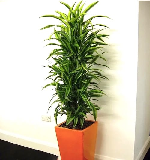 planta verde grande y fácil de cuidar en una maceta naranja