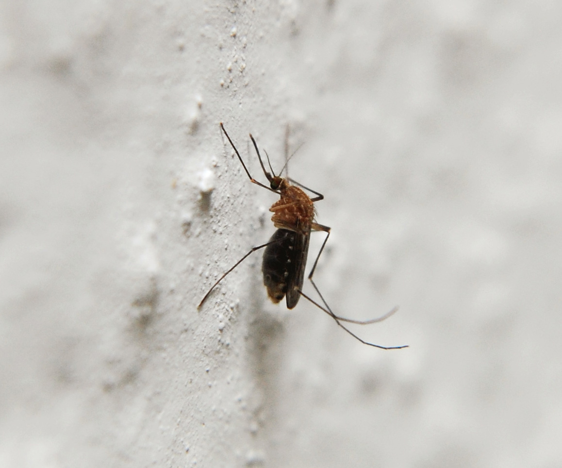 5 VALÓBAN hatékony szúnyogriasztó természetes gyógymód.