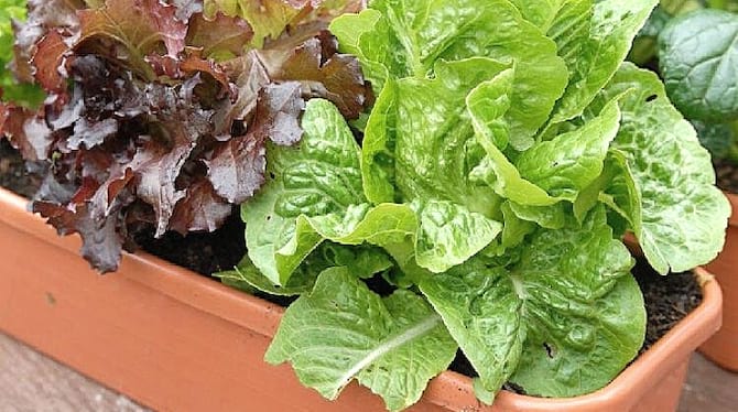 cultivar saladas em potes