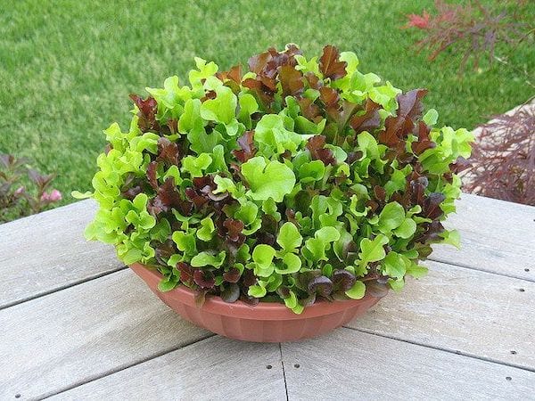 Linda salada verde e marrom que cresceu no terraço