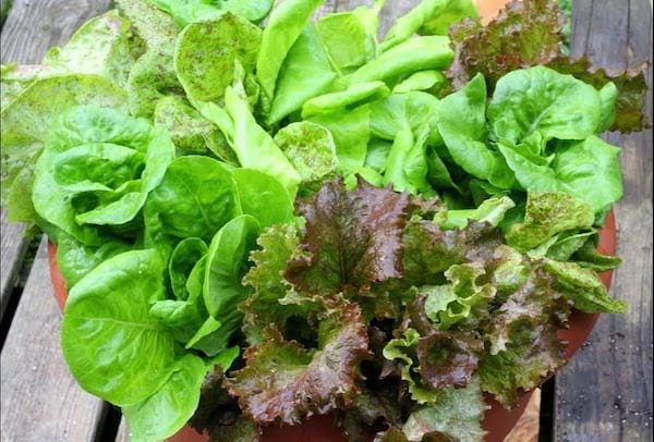 Isang magandang salad na protektado mula sa mga sakit