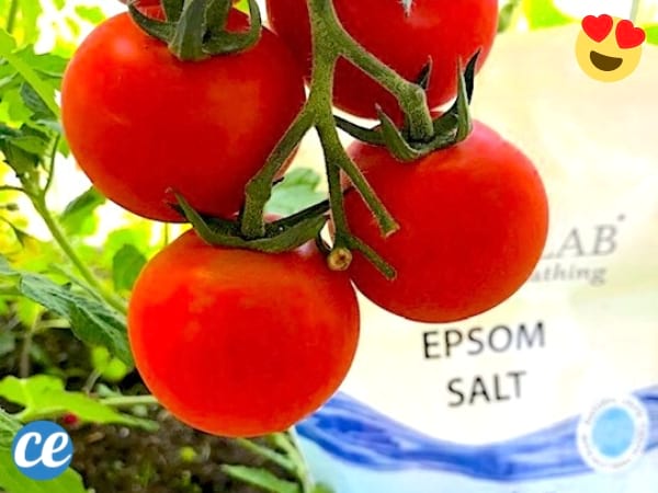 3 usos de la sal de Epsom para cultivar tomates grandes y hermosos.