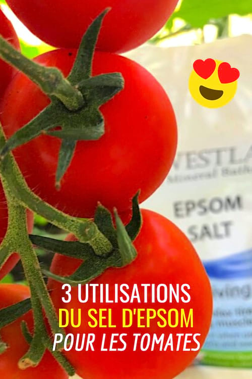 ملح إبسوم: 3 استخدامات لزراعة طماطم كبيرة وجميلة.