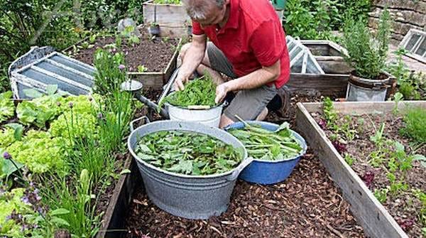 Un hombre haciendo su purín de ortiga en su jardín.