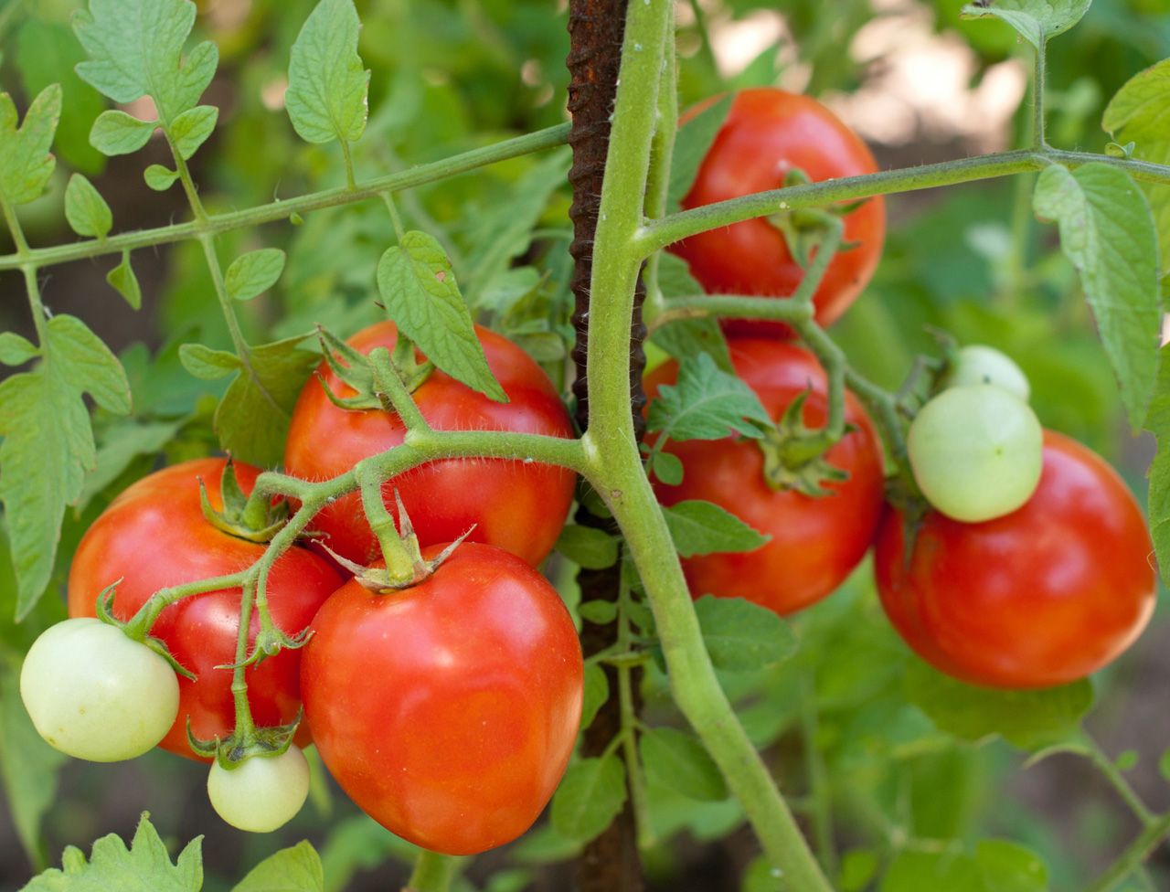 Her er RIKTIG MÅTE å plante tomater (og ha planter som er 2 meter høye).