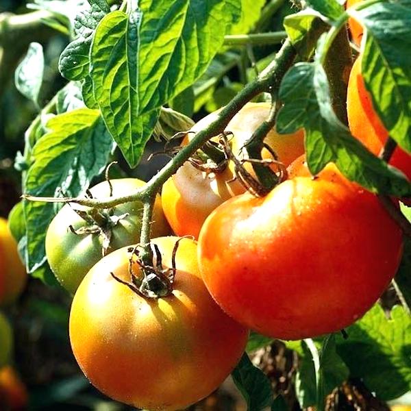 φυτέψτε ντομάτες στον ήλιο