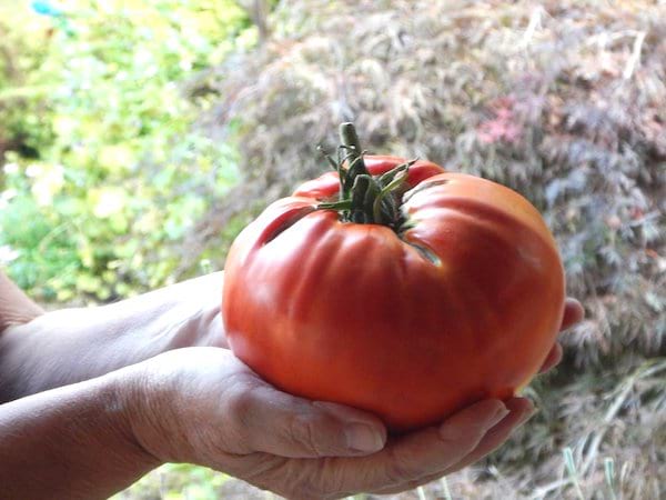 sætte naturlig gødning til tomater