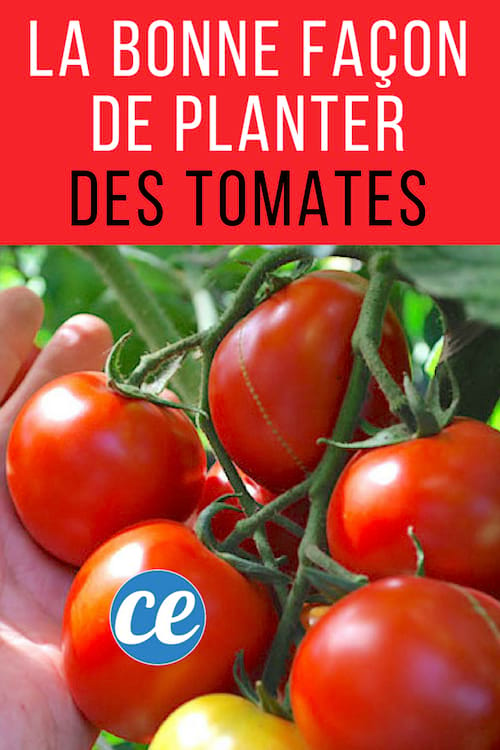 Εδώ είναι ο σωστός τρόπος για να φυτέψετε ντομάτες και να έχετε πολλές όμορφες ντομάτες.