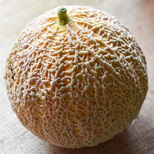 Un melón tipo Sucrin de Tours sobre arpillera.