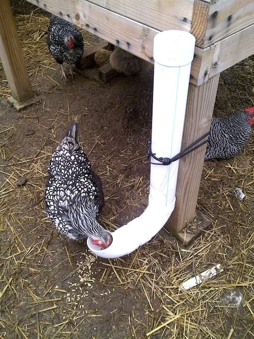 Menjador de pollastres fàcil de fer amb tub de PVC