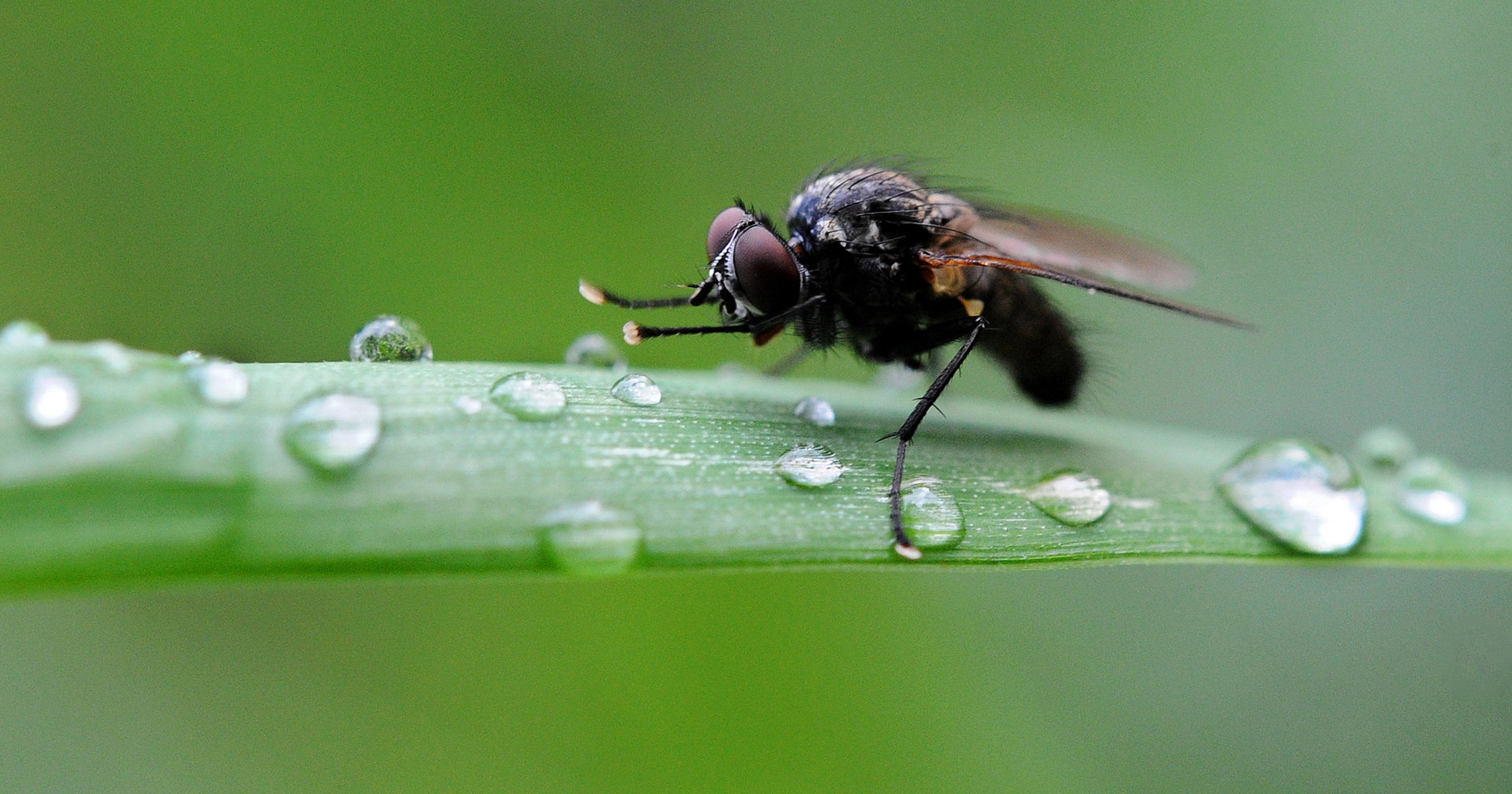 13 consejos naturales para matar moscas de forma permanente.