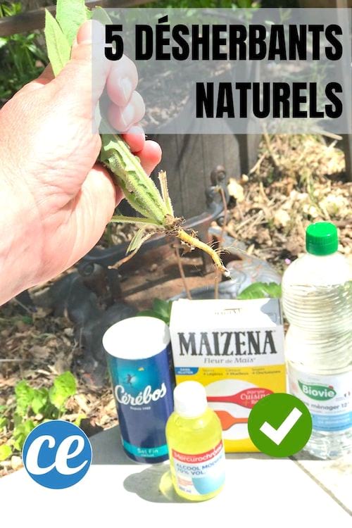 5 potentes herbicidas naturales elaborados con sal, vinagre, alcohol, maicena y agua