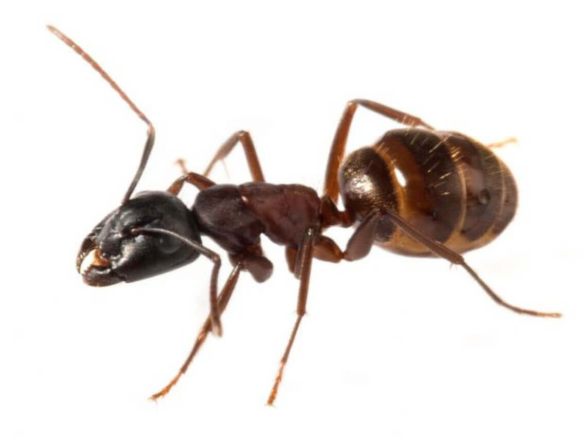 النمل الأحمر سر التخلص منه بدون مبيدات حشرية!