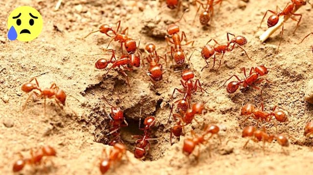 Un nido de hormigas rojas en el suelo del jardín.