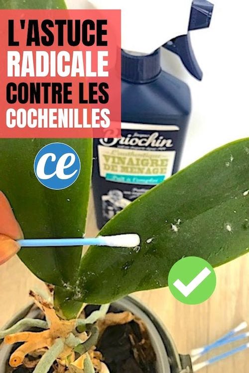 Use vinagre blanco para controlar las cochinillas en las plantas de interior