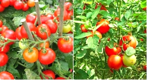 איך לבחור את הסוג הנכון של עגבנייה