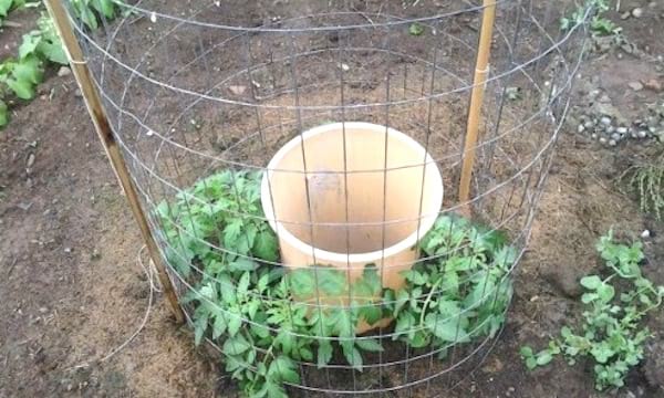 estaca de tomate en la ronda con malla de alambre