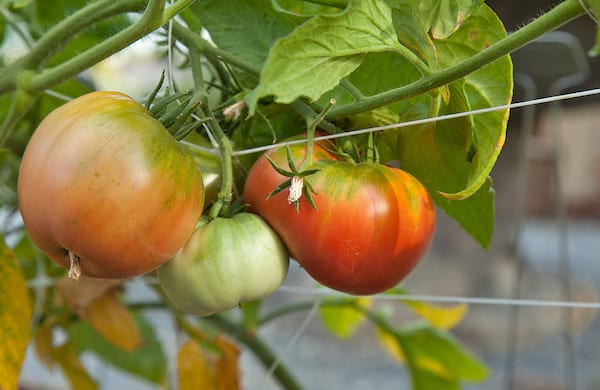 גדלות עגבניות לא בשלות