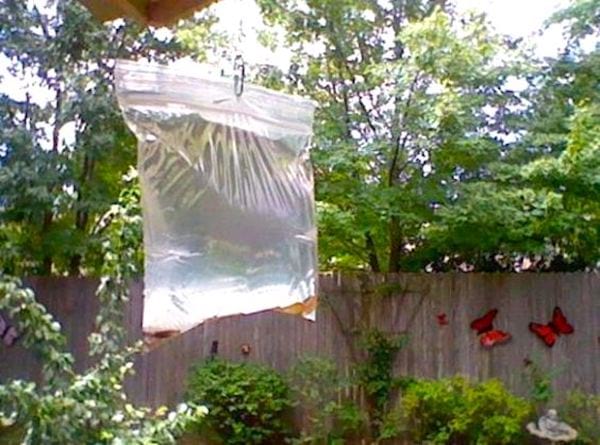 Una bolsa de agua con partes colgantes mantiene alejadas a las moscas.