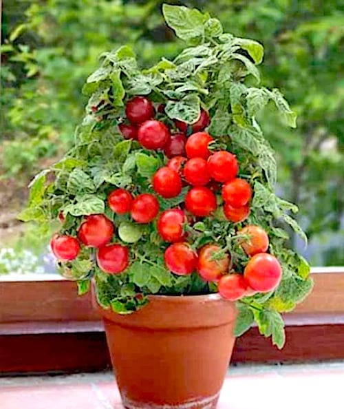 Una maceta con hermosos tomates que han crecido.