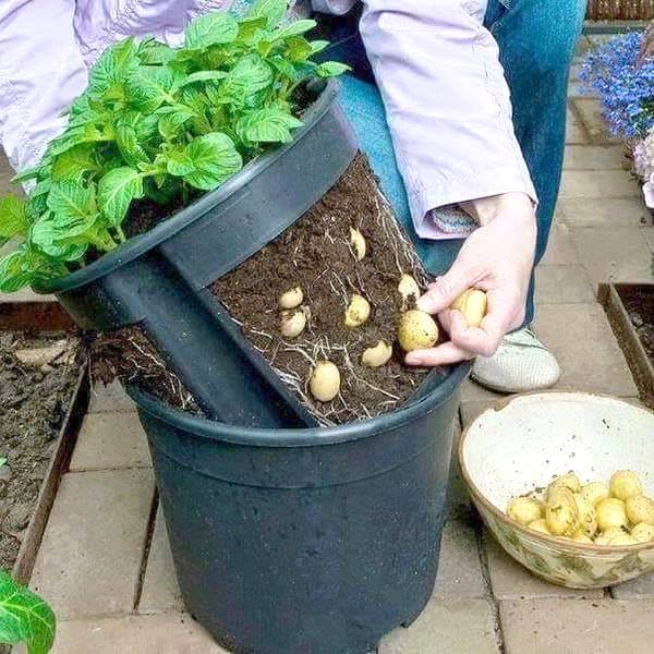 maceta especial para el cultivo de patatas
