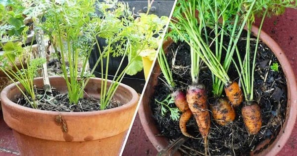 Cómo cultivar zanahorias en macetas