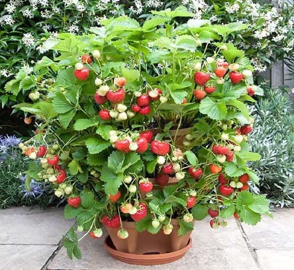 fresas que crecen en una maceta escalonada