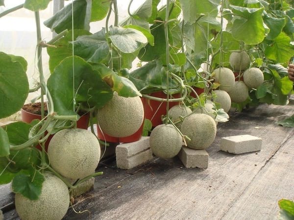 melones que crecen en macetas