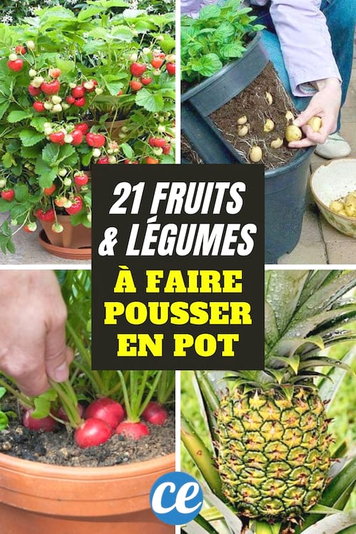 Las 21 frutas y verduras más fáciles de cultivar en una maceta.