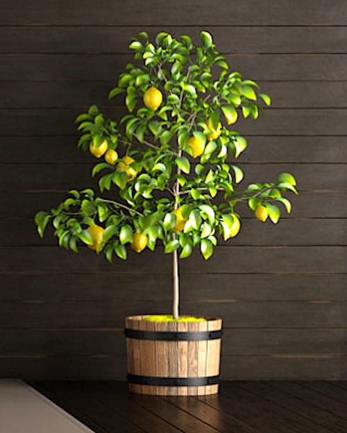 Kaip dažnai laistyti citrinas ir kitus citrusinius medžius? Vadovaukitės EASY laistymo vadovu.