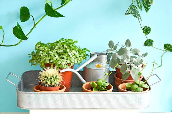 Panardinkite augalus į kibirą arba kriaukle, pripildytą vandens.