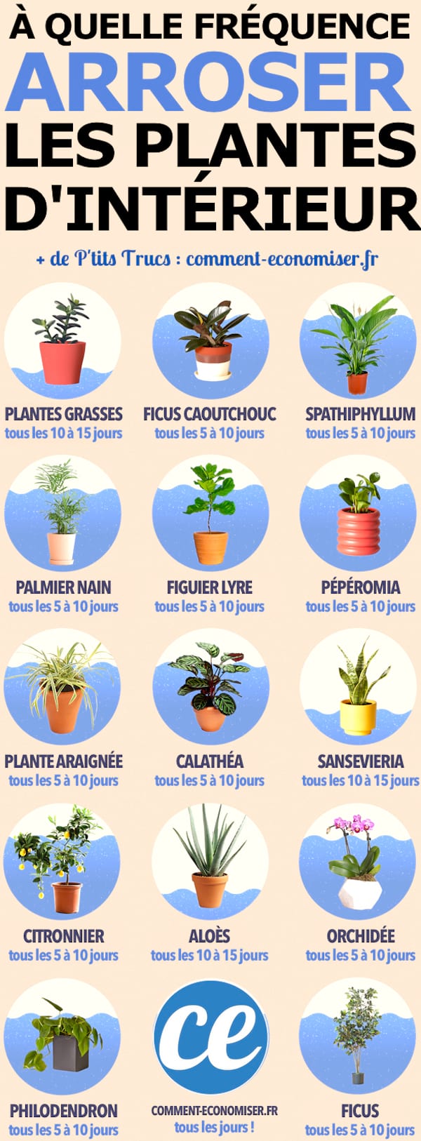अपने घर के पौधों को पानी कब देना है, यह जानने के लिए आसान गाइड देखें।
