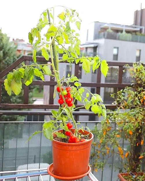 Una planta de tomate en una maceta con tomates en crecimiento.