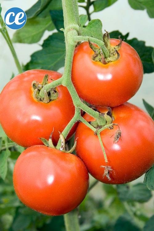 Tomates rojos listos para picar en un tallo.