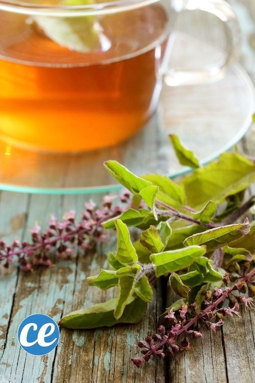 תה צמחים בזיליקום טולסי
