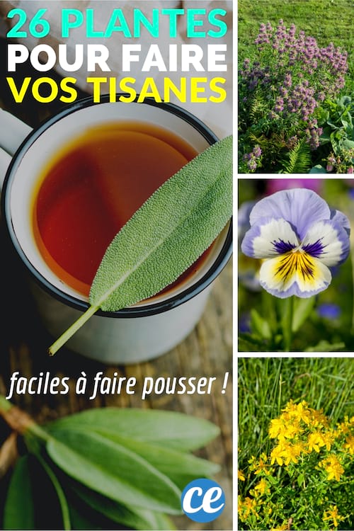 26 plantas fáciles de cultivar para hacer tus propios tés de hierbas.