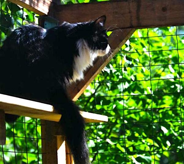 Un gato en un refugio cubierto de madera y malla de alambre en un jardín.