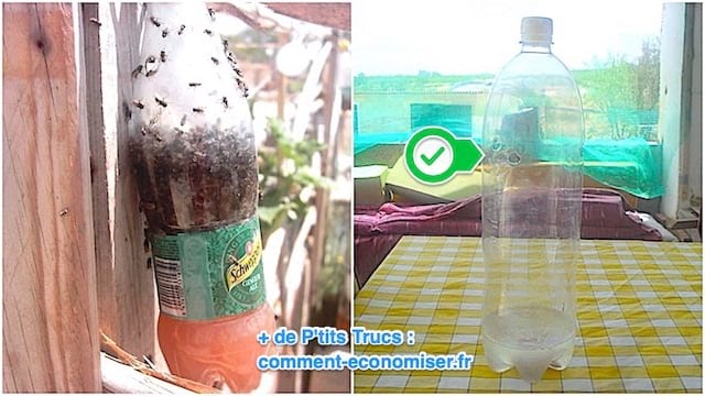 Cómo hacer una trampa para moscas profesional con una botella de plástico