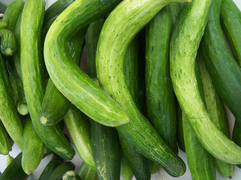 10 grønnsakstips for å dyrke vakre PEPER.