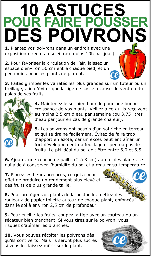 Descubra los 10 consejos secretos de jardinería de mercado para cultivar pimientos hermosos.