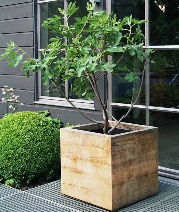 caja de madera que sirve como maceta para un árbol