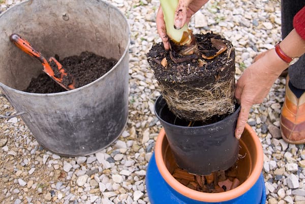 repotting uma planta em um grande vaso