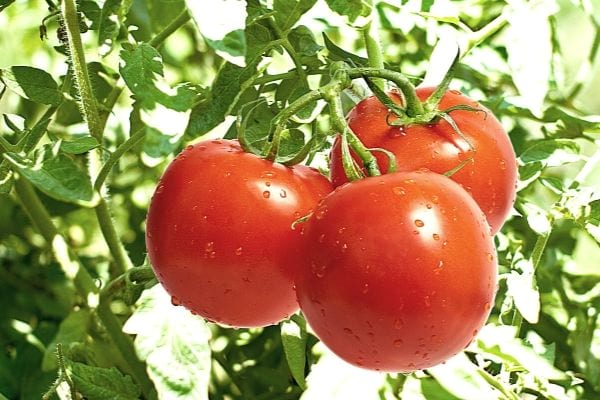 tres tomates rojos grandes con fertilizantes naturales