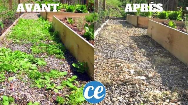 Usar antes y después del herbicida natural y eficaz.
