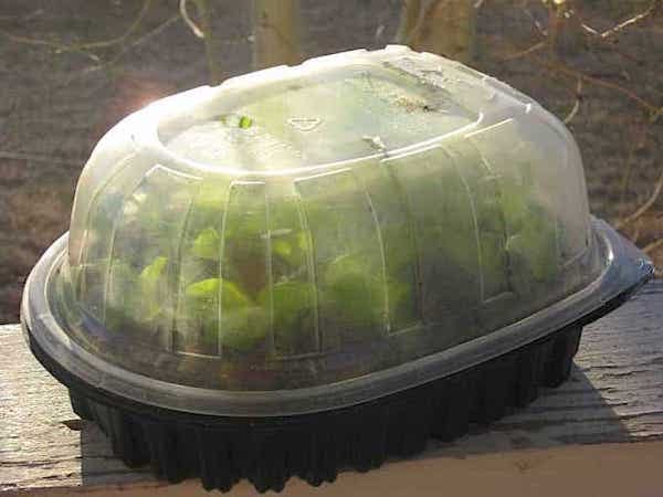 caja de comida transformada en invernadero para plántulas