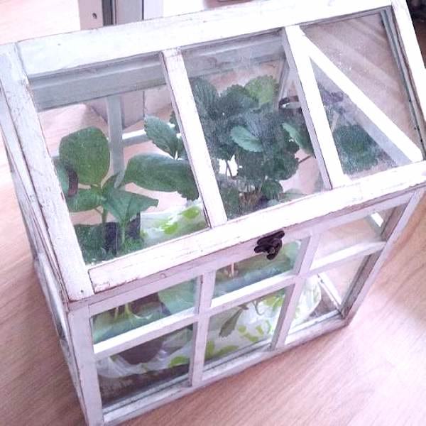 finestra reciclada per fer un hivernacle de jardí