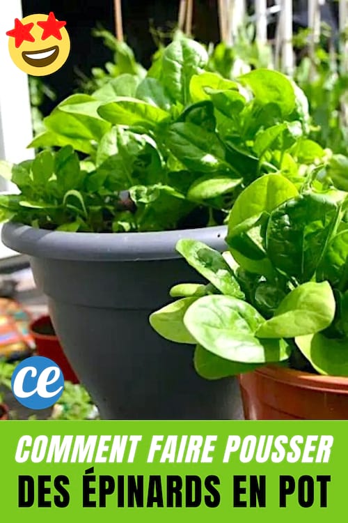 Kaip auginti špinatus vazonėlyje? 12 sodo patarimų.