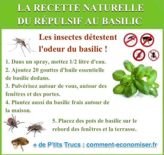 receita de repelente de inseto de manjericão natural