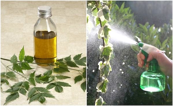 aceite de neem anti pulgón natural