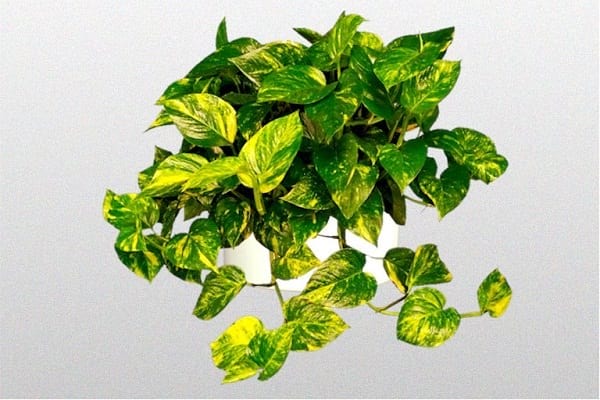 Epipremnum aureum es una planta de interior que requiere poca luz.